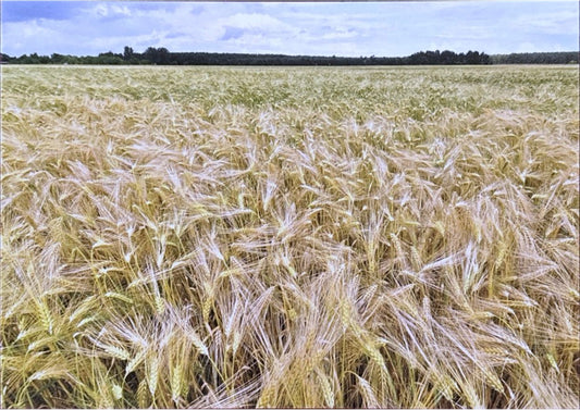 Postkarte "Feld"