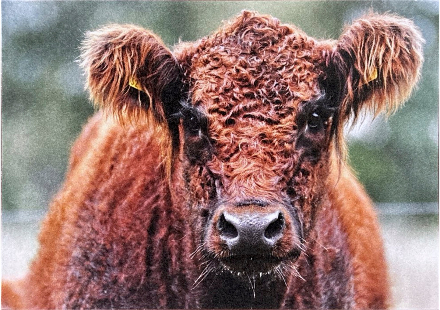 Postkarte "Galloway"
