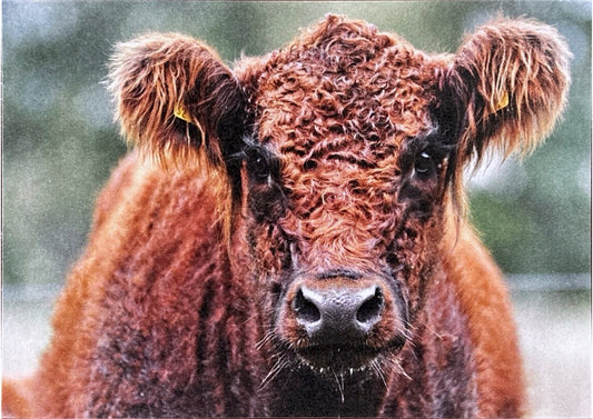 Postkarte "Galloway"